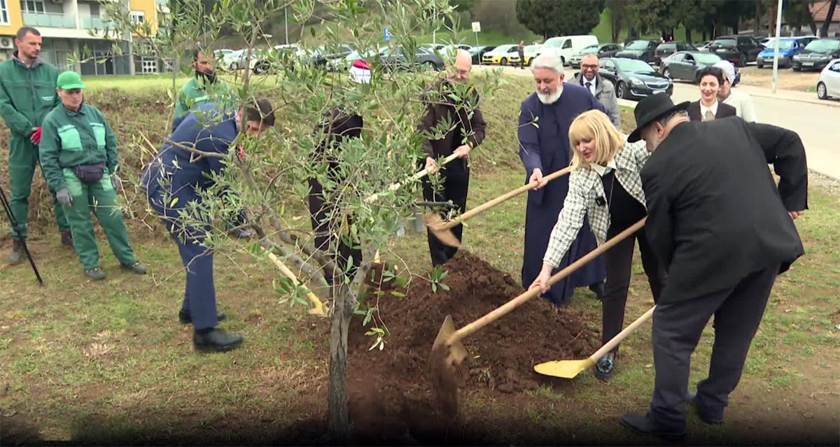 Посађене маслине испред четири вјерска објекта у главном граду