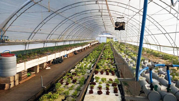 Аквапонија – иновативна пољопривреда