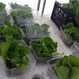 Освештан аквапонијски пластеник на Мркошници