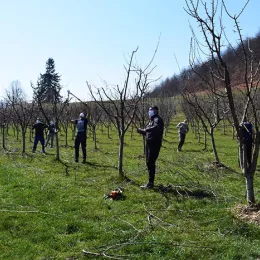 Запослени у Секретаријату за пољопривреду извршили резидбу воћа на газдинству манастира Ђурђеви Ступови
