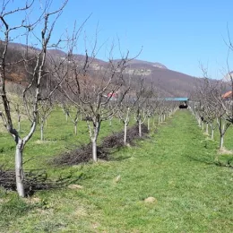 Запослени у Секретаријату за пољопривреду извршили резидбу воћа на газдинству манастира Ђурђеви Ступови