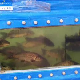 Аквапонија – иновативна пољопривреда