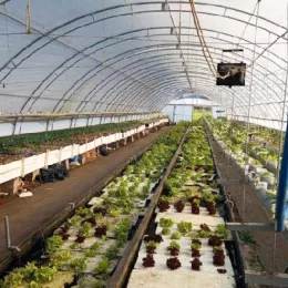 Аквапонија – иновативна пољопривреда